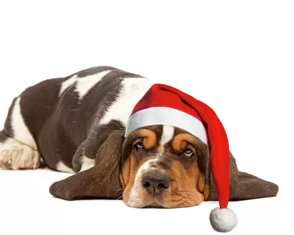 Dog - Basset Hound - lying in studio wearing Christmas hat Digital Manipulation: Christmas hat (SU)