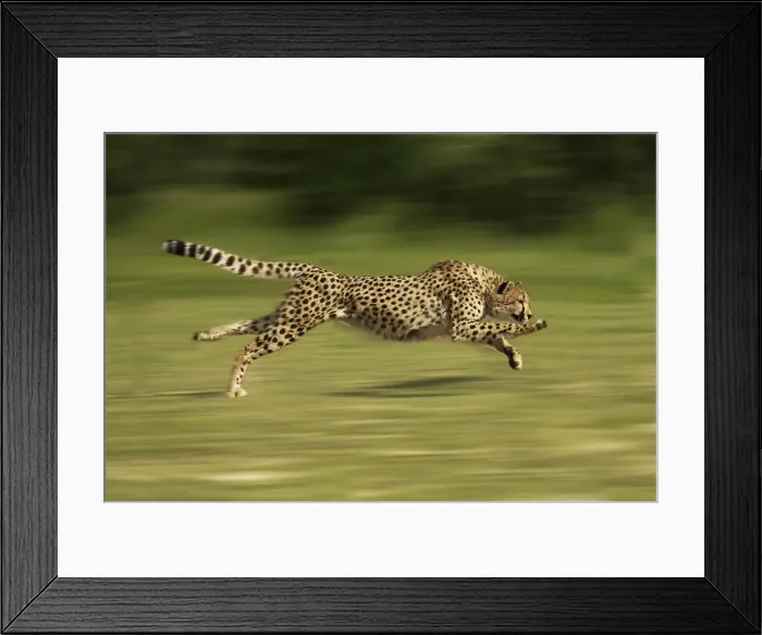 Framed Print : Cheetah - Running Digital Manipulation - Background blurred Framed Print : Cheetah - Running Digital Manipulation - Background blurred
