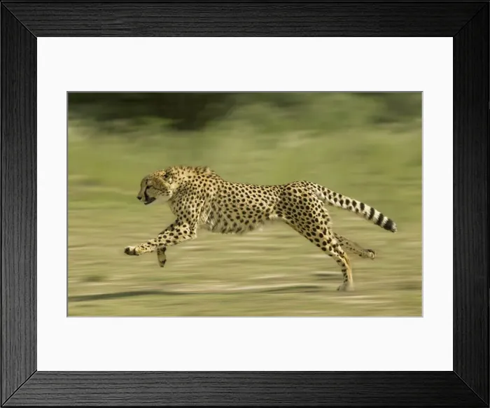 Framed Print : Cheetah - Running Digital Manipulation - Background blurred Framed Print : Cheetah - Running Digital Manipulation - Background blurred