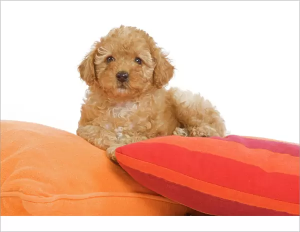 Dog - Apricot Poodle on cushions