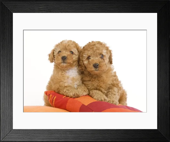 Framed Print : Dog - two Apricot Poodles on cushions Framed Print : Dog - two Apricot Poodles on cushions