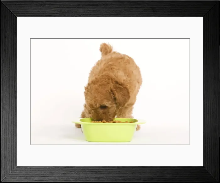 Framed Print : Dog - Apricot Poodle eating dried food from bowl Framed Print : Dog - Apricot Poodle eating dried food from bowl