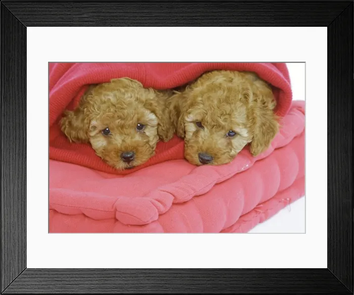 Framed Print : Dog - two Apricot Poodles on cushions Framed Print : Dog - two Apricot Poodles on cushions