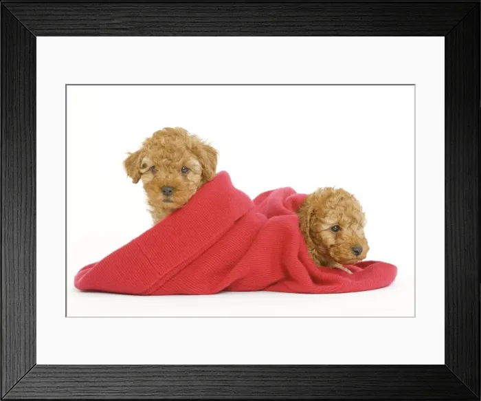 Framed Print : Dog - two Apricot Poodles in blanket