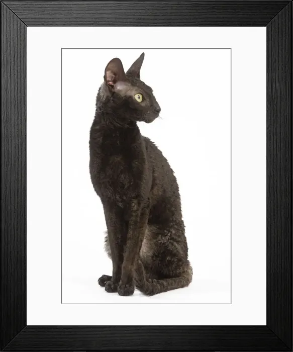 Framed Print : Cat - Rex Cornish in studio Framed Print : Cat - Rex Cornish in studio