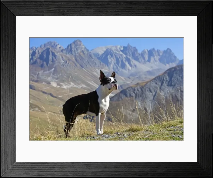 Framed Print : Dog - Boston Terrier standing in mountain scenery Framed Print : Dog - Boston Terrier standing in mountain scenery