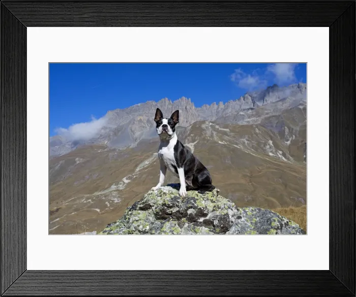 Framed Print : Dog - Boston Terrier sitting amongst mountain scenery Framed Print : Dog - Boston Terrier sitting amongst mountain scenery