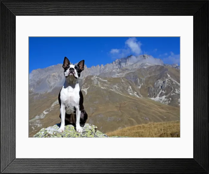 Framed Print : Dog - Boston Terrier sitting amongst mountain scenery Framed Print : Dog - Boston Terrier sitting amongst mountain scenery