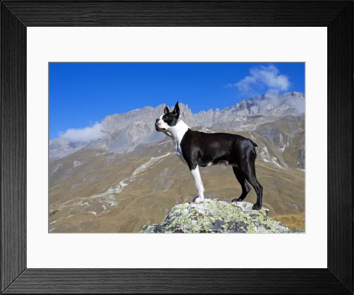Framed Print : Dog - Boston Terrier sitting amongst mountain scenery Framed Print : Dog - Boston Terrier sitting amongst mountain scenery