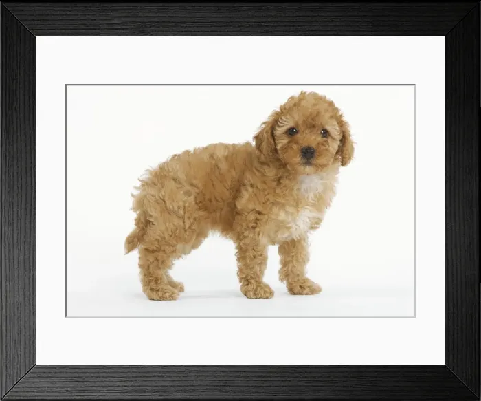 Framed Print : Dog - Apricot Poodle in studio Framed Print : Dog - Apricot Poodle in studio