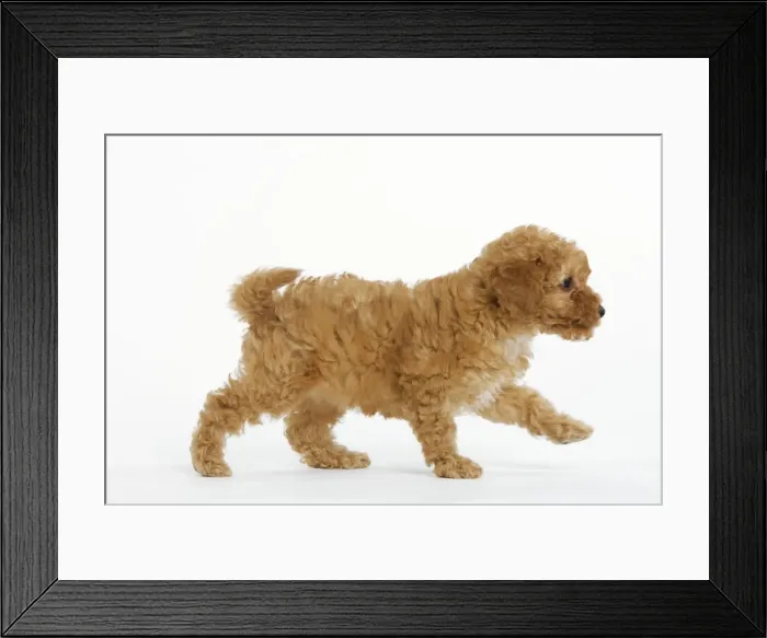 Framed Print : Dog - Apricot Poodle walking in studio Framed Print : Dog - Apricot Poodle walking in studio