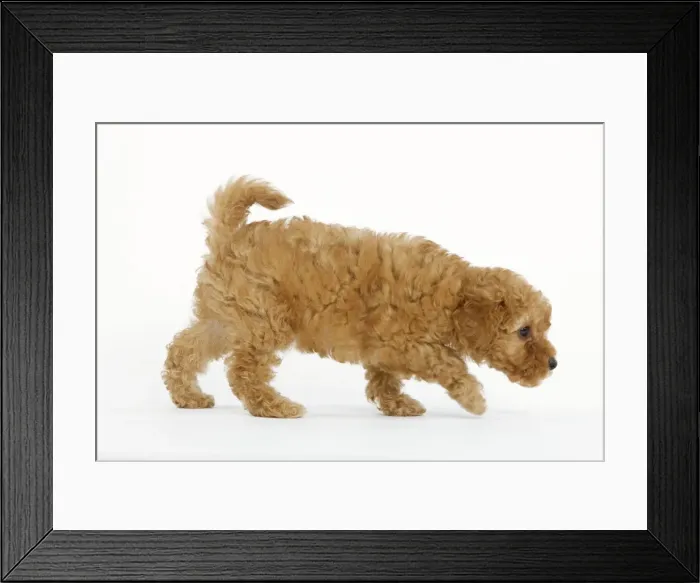 Framed Print : Dog - Apricot Poodle walking in studio Framed Print : Dog - Apricot Poodle walking in studio