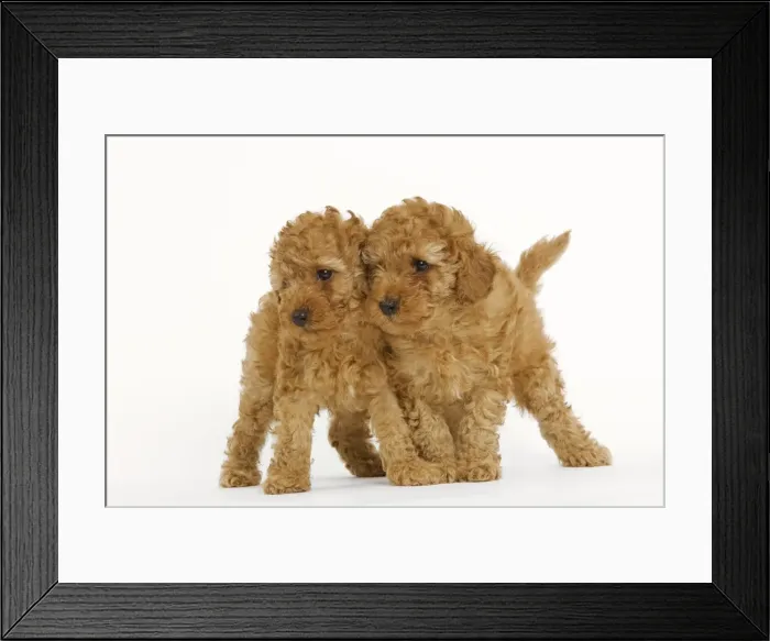 Framed Print : Dog - Apricot Poodle two in studio Framed Print : Dog - Apricot Poodle two in studio