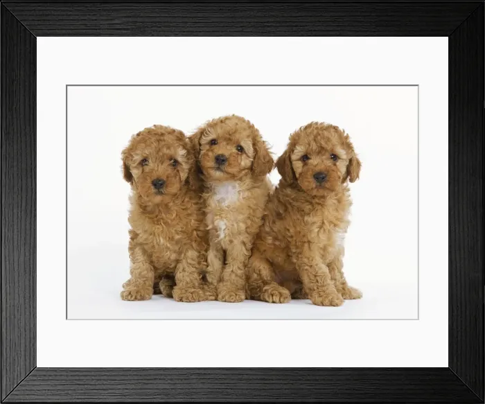 Framed Print : Dog - Apricot Poodle three in studio Framed Print : Dog - Apricot Poodle three in studio