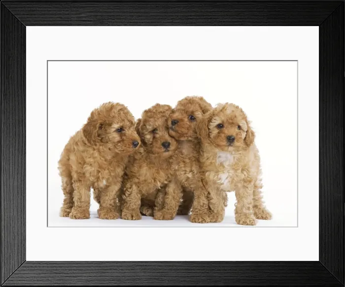 Framed Print : Dog - Apricot Poodle four in studio Framed Print : Dog - Apricot Poodle four in studio