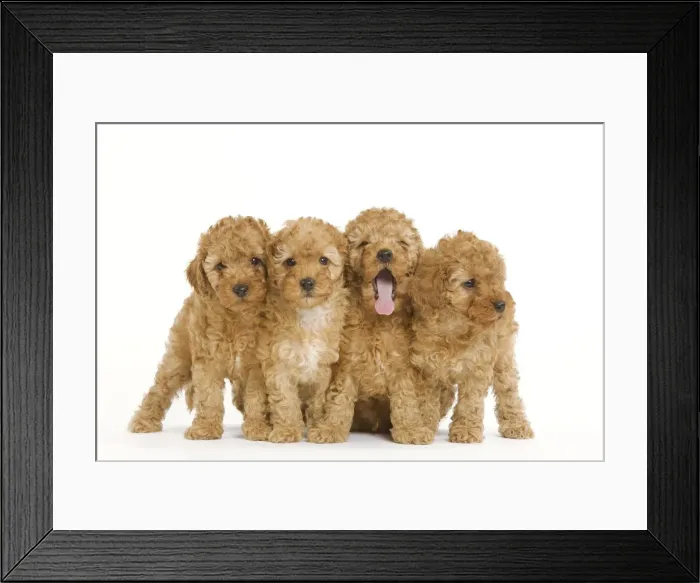 Framed Print : Dog - Apricot Poodle four in studio Framed Print : Dog - Apricot Poodle four in studio