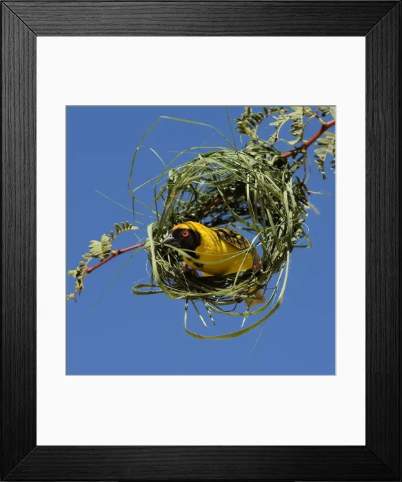 Framed Print : Black-headed / Spotted-backed / Village Weaver - at nest Framed Print : Black-headed / Spotted-backed / Village Weaver - at nest