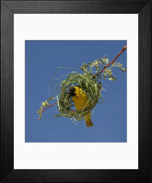 Framed Print : Black-headed / Spotted-backed / Village Weaver - at nest Framed Print : Black-headed / Spotted-backed / Village Weaver - at nest