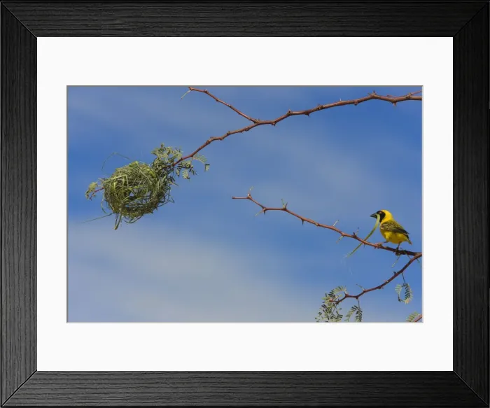 Framed Print : Black-headed / Spotted-backed / Village Weaver - building nest Framed Print : Black-headed / Spotted-backed / Village Weaver - building nest