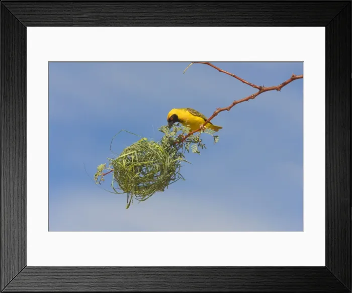 Framed Print : Black-headed / Spotted-backed / Village Weaver - building nest Framed Print : Black-headed / Spotted-backed / Village Weaver - building nest