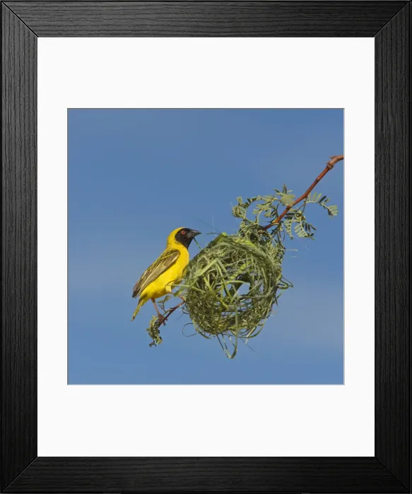 Framed Print : Black-headed / Spotted-backed / Village Weaver - building nest Framed Print : Black-headed / Spotted-backed / Village Weaver - building nest