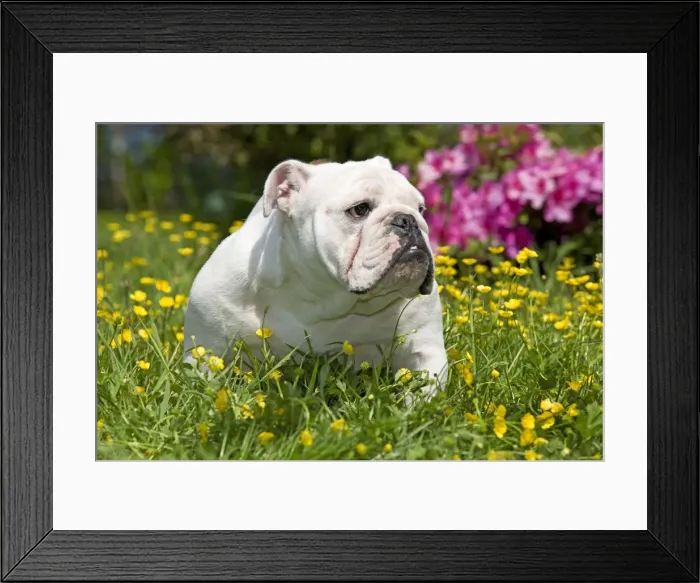 Framed Print : Dog - English Bulldog in garden with flowers Framed Print : Dog - English Bulldog in garden with flowers