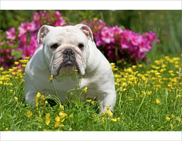 Dog - English Bulldog in garden with flowers