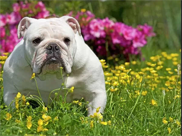 Dog - English Bulldog in garden with flowers