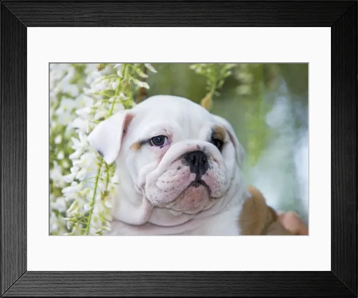 Framed Print : Dog - English Bulldog close-up of face Framed Print : Dog - English Bulldog close-up of face