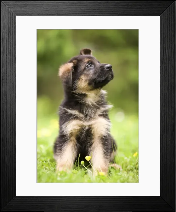Framed Print : Dog - puppy sitting in garden