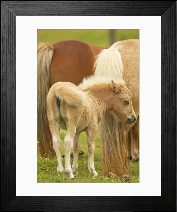 Framed Print : Shetland Pony - foal Framed Print : Shetland Pony - foal