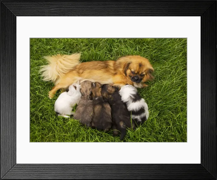 Framed Print : Tibetan Spaniel - with five puppies suckling Framed Print : Tibetan Spaniel - with five puppies suckling