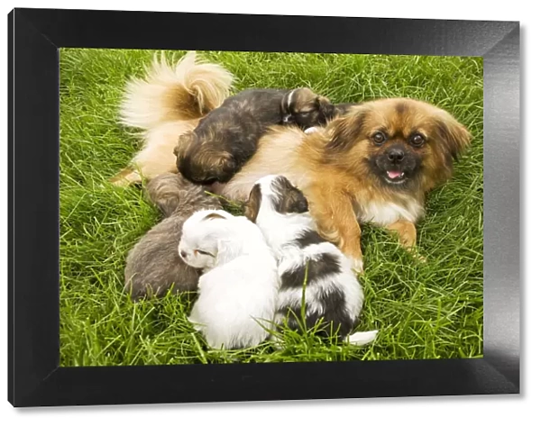Tibetan Spaniel - with five puppies