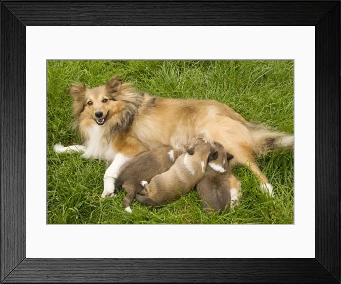 Framed Print : Dog - Shetland Sheepdog with puppies suckling Framed Print : Dog - Shetland Sheepdog with puppies suckling