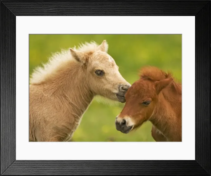 Framed Print : Shetland Pony - two foals nuzzling Framed Print : Shetland Pony - two foals nuzzling