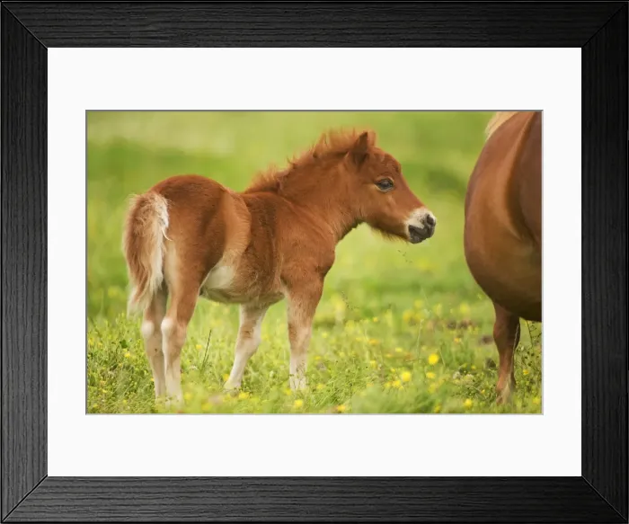 Framed Print : Shetland Pony - foal Framed Print : Shetland Pony - foal