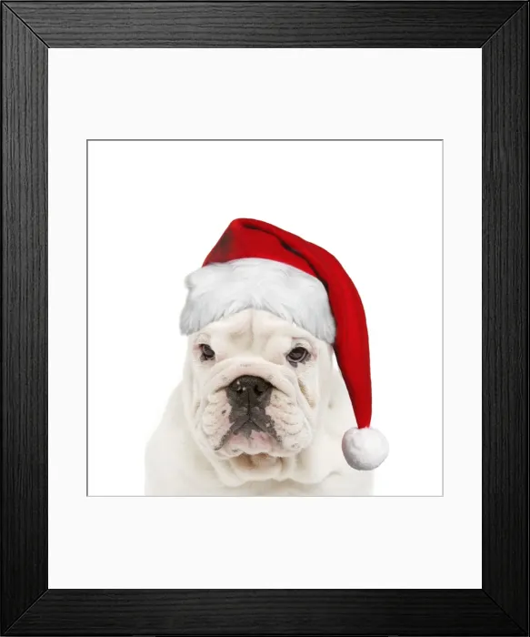 Framed Print : English Bulldog - wearing Christmas hat Digital Manipulation: Hat (SU) Framed Print : English Bulldog - wearing Christmas hat Digital Manipulation: Hat (SU)