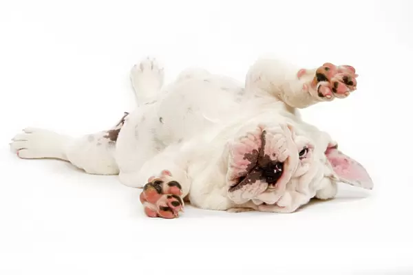English Bulldog - puppy lying in studio