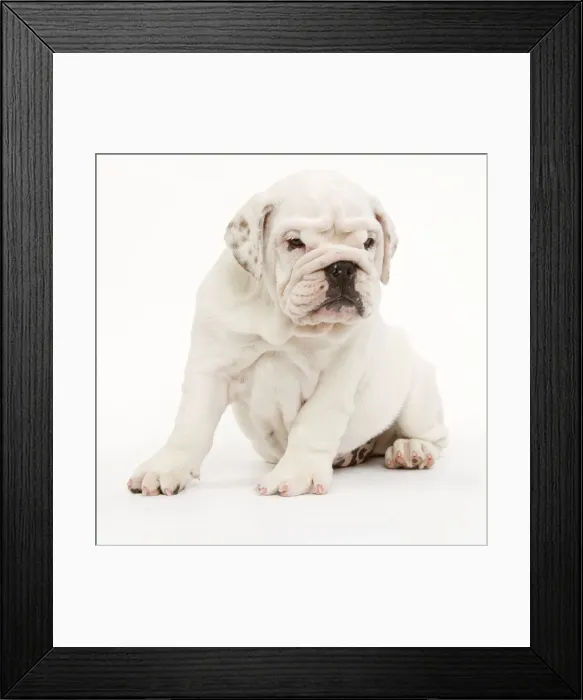 Framed Print : English Bulldog - puppy in studio Framed Print : English Bulldog - puppy in studio
