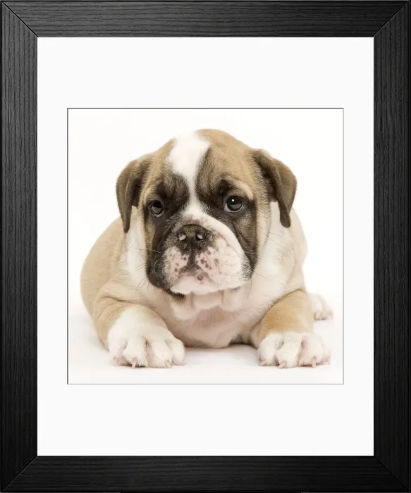 Framed Print : English Bulldog - puppy in studio Framed Print : English Bulldog - puppy in studio