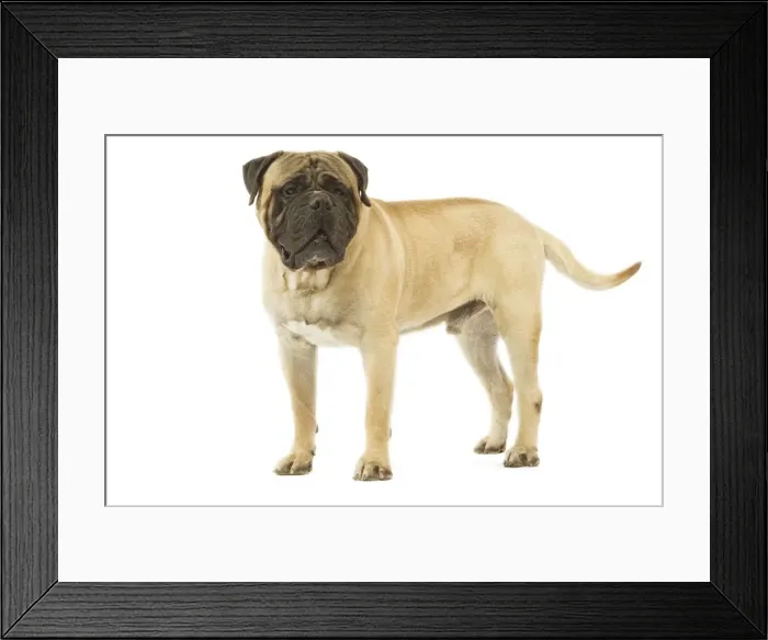 Framed Print : Dog - Bullmastiff standing in studio Framed Print : Dog - Bullmastiff standing in studio