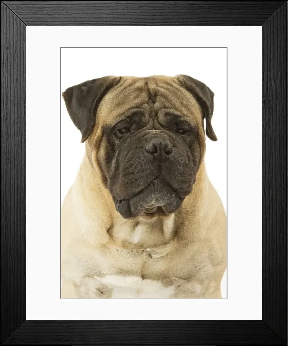 Framed Print : Dog - Bullmastiff in studio Framed Print : Dog - Bullmastiff in studio