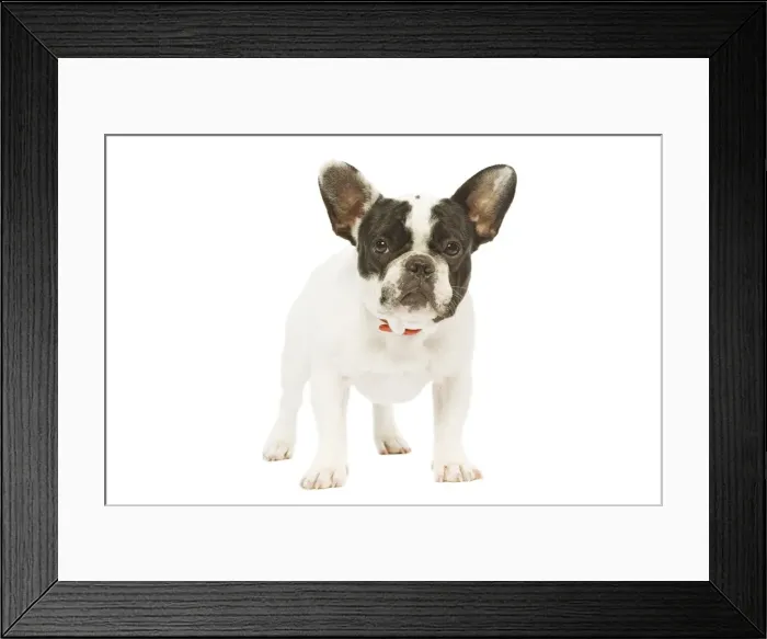 Framed Print : Dog - French Bulldog Framed Print : Dog - French Bulldog