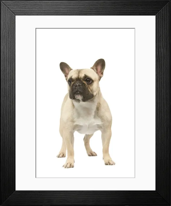 Framed Print : Dog - French Bulldog in studio Framed Print : Dog - French Bulldog in studio