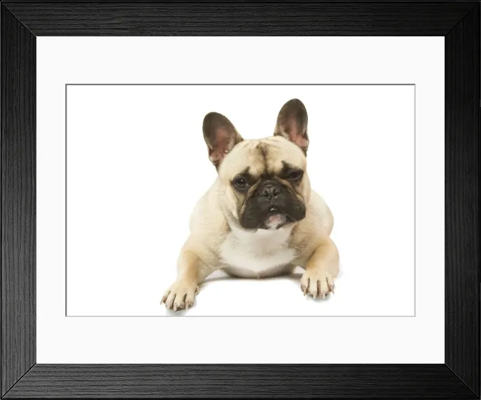 Framed Print : Dog - French Bulldog in studio Framed Print : Dog - French Bulldog in studio
