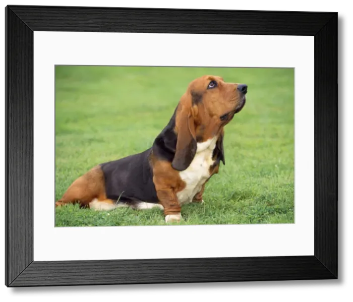Framed Print : Basset Hound Dog Framed Print : Basset Hound Dog