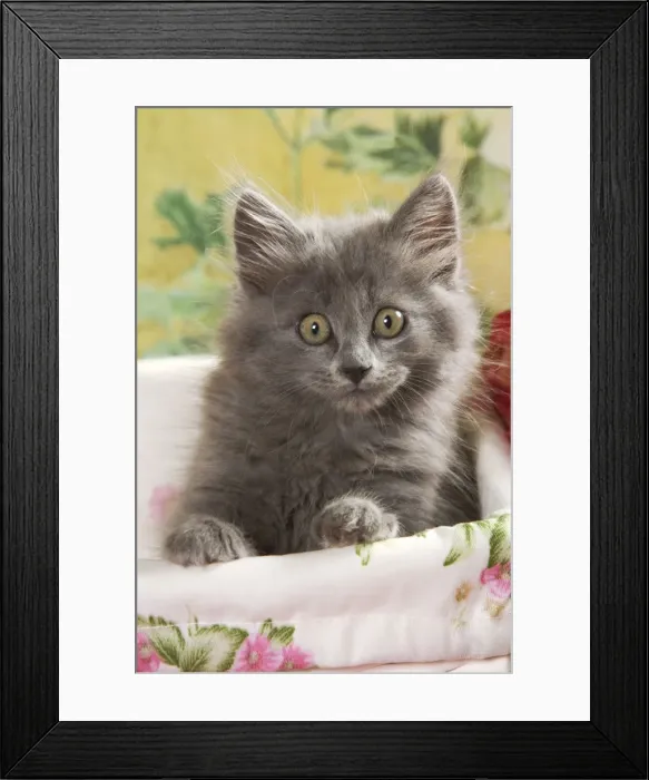 Framed Print : Cat - grey kitten Framed Print : Cat - grey kitten
