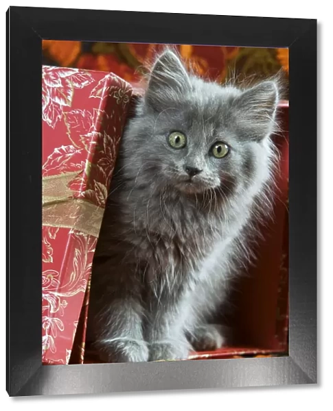 Cat - grey kitten by present