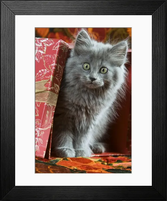 Framed Print : Cat - grey kitten by present Framed Print : Cat - grey kitten by present