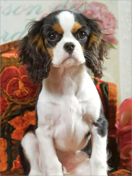 Dog - Cavalier King Charles Spaniel puppy